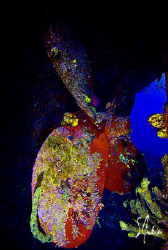 This prop belongs to the sunken Willaurie - a true ship w... by Steven Anderson 